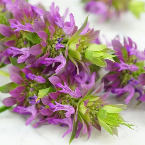 Lemon Mint Seeds (Monarda citriodora) | Fragrant Annual, Purple Flowers, Pollinator-Friendly, Dry Soil Tolerant