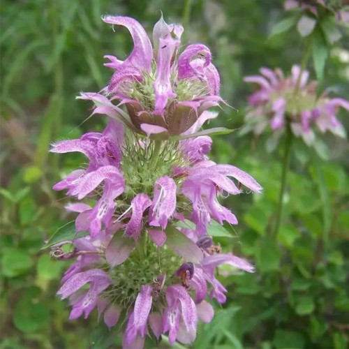 Lemon Mint Seeds (Monarda citriodora) | Fragrant Annual, Purple Flowers, Pollinator-Friendly, Dry Soil Tolerant