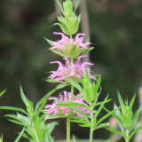 Lemon Mint Seeds (Monarda citriodora) | Fragrant Annual, Purple Flowers, Pollinator-Friendly, Dry Soil Tolerant