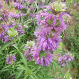 Lemon Mint Seeds (Monarda citriodora) | Fragrant Annual, Purple Flowers, Pollinator-Friendly, Dry Soil Tolerant