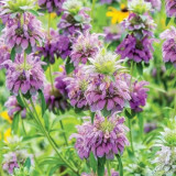 Lemon Mint Seeds (Monarda citriodora) | Fragrant Annual, Purple Flowers, Pollinator-Friendly, Dry Soil Tolerant