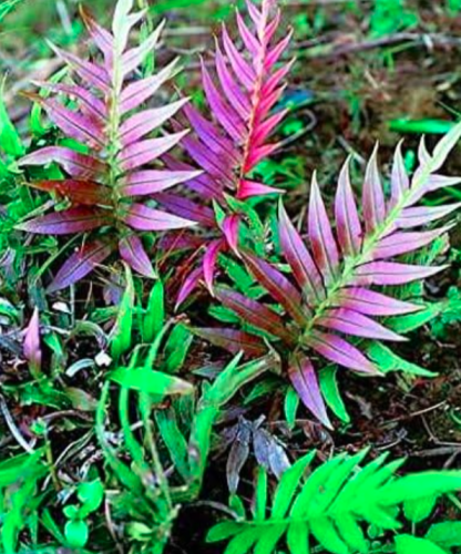 Garden Fern Seed Rare Creeper Vines Grass Plants - (Color: Brown)