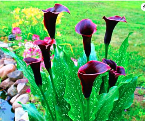 Calla Lily Garden Seeds Rhizome zantedeschia aethiopica (Color: 1)