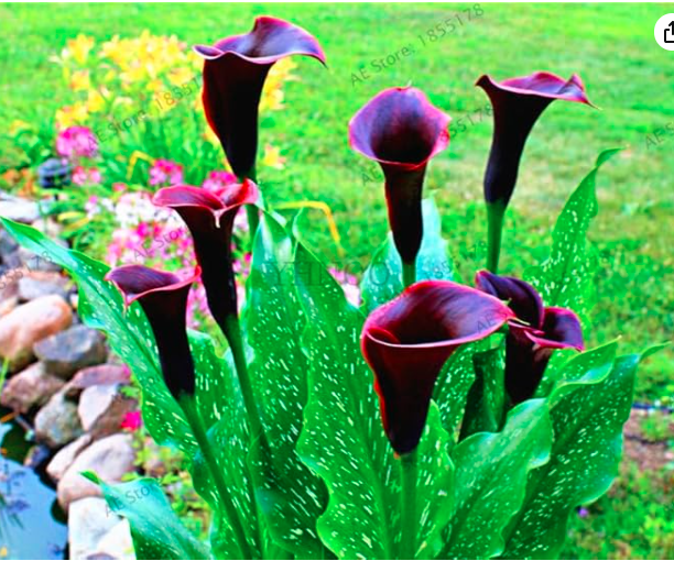 Calla Lily Garden Seeds Rhizome zantedeschia aethiopica (Color: 1)