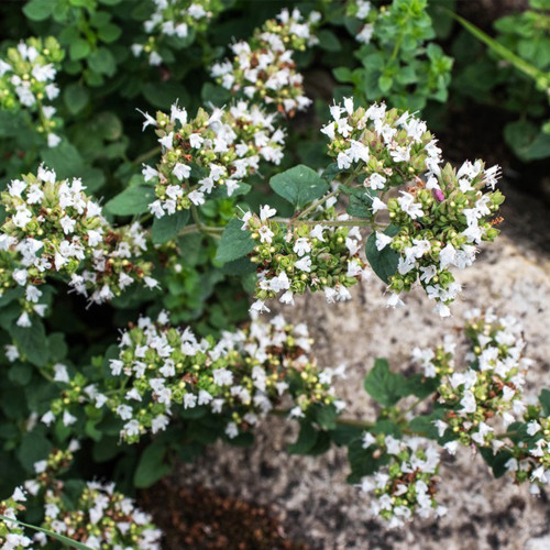 Sweet Marjoram Seeds, Origanum Majorana L. , Mediterranean Culinary Herb with Citrus-Pine Aroma