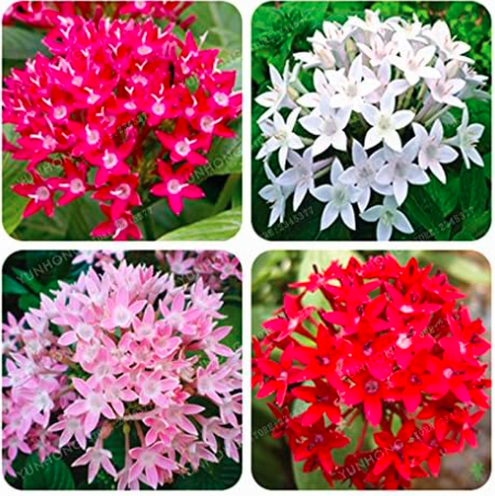Pentas Lanceolata Flower Seed Starry Flowers (Color: Mix)