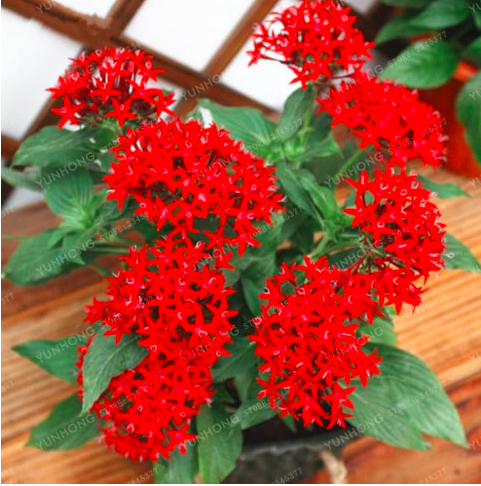 Pentas Lanceolata Flower Seed Starry Flowers (Color: 2)