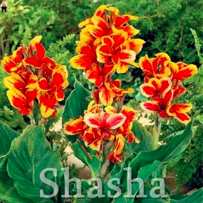 Canna Lily Flower Outdoor & Indoor Seeds (Color: 15)