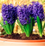 Hyacinthus Seeds Perennial Rare Hyacinth Potte Balcony Flower (Color: 9)