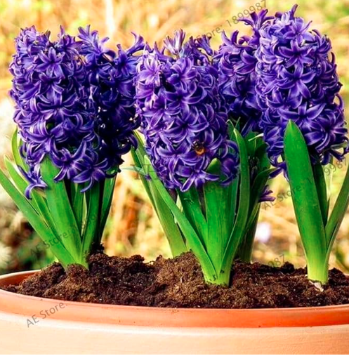Hyacinthus Seeds Perennial Rare Hyacinth Potte Balcony Flower (Color: 9)