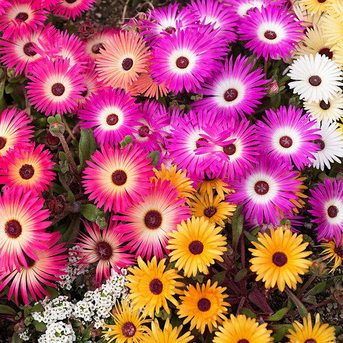 Trailing Ice Plant Seeds, Lampranthus Spectabilis Seeds, Drought-Tolerant Succulent with Vibrant Purple-Pink Blooms