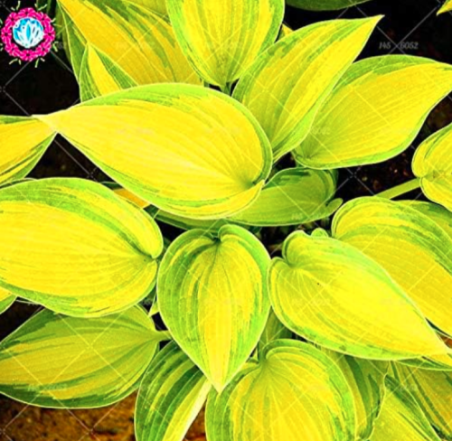 Hosta Fragrant Plantain Lily Seed Perennial Flower Precious hosta Pot Plants - (Color: 1)