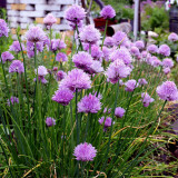 Chive Seeds (Allium schoenoprasum), Perennial Herb for Cooking, Medicinal & Decorative Use