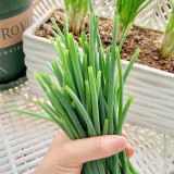 Chive Seeds (Allium schoenoprasum), Perennial Herb for Cooking, Medicinal & Decorative Use