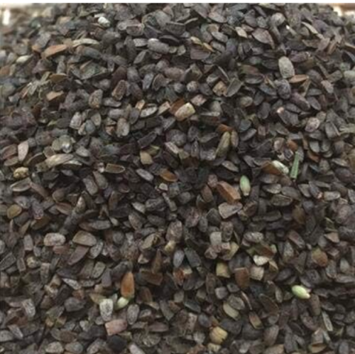Motherwort Seeds Leonurus Artemisia Herbal
