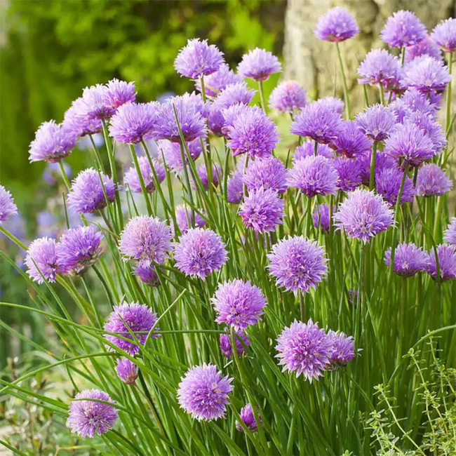 Chive Seeds (Allium schoenoprasum), Perennial Herb for Cooking, Medicinal & Decorative Use