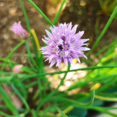 Chive Seeds (Allium schoenoprasum), Perennial Herb for Cooking, Medicinal & Decorative Use