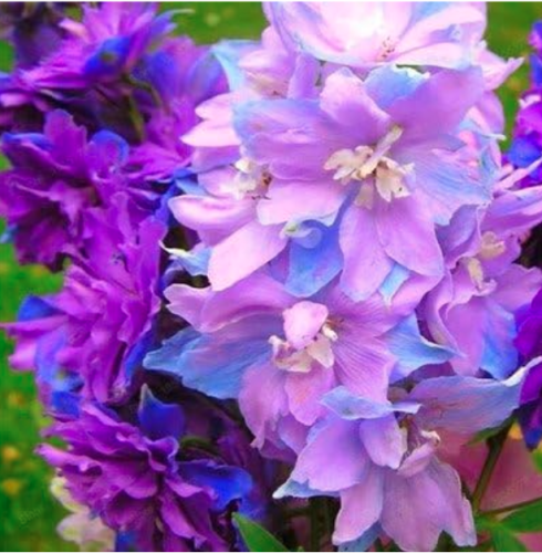 Rhododendron Flower Seeds Potted - (Color: Chocolate)