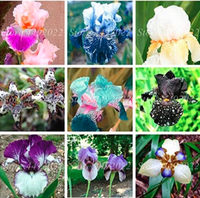 Iris Flower Seeds Perennia Garden Rare Blooming Bearded Iris (Color: 19)