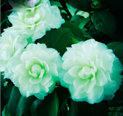 Camellia Seed Double Flap Common Camellia Flower Perennial Indoor Flowering (Color: 6)