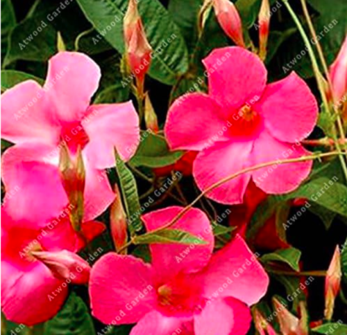 Mandevilla Seed Potted Balcony Planting Flowers Beautiful Lovely - (Color: 3)