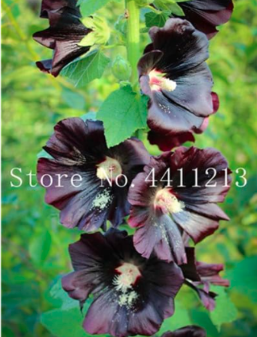 MUL-Color Hollyhock Seeds, Mix Perennial Flower - (Color: 9)
