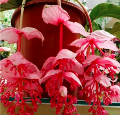 Medinilla magnifica Seeds Bulbophyllum pingtungensis (Color: Seed)