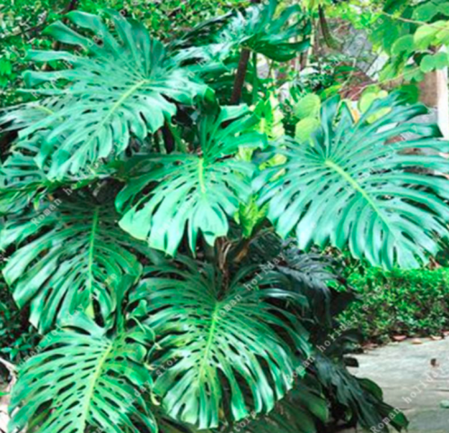 Monstera Seed Sweet Savory Like Pineapple Novelty