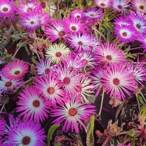 Trailing Ice Plant Seeds, Lampranthus Spectabilis Seeds, Drought-Tolerant Succulent with Vibrant Purple-Pink Blooms