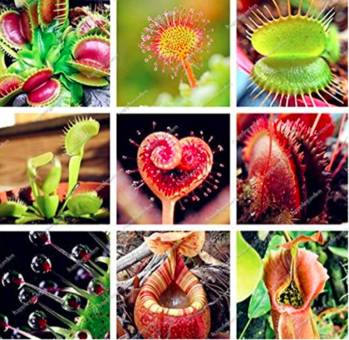 Multifarious Nepenthes Carnivorous Plant Seed Dionaea Muscipula (Color: 3)