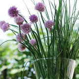 Chive Seeds (Allium schoenoprasum), Perennial Herb for Cooking, Medicinal & Decorative Use