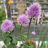 Chive Seeds (Allium schoenoprasum), Perennial Herb for Cooking, Medicinal & Decorative Use
