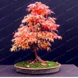 Purple Blue Ghost Japanese Maple Seed (Acer Palatum) (Color: Purple)