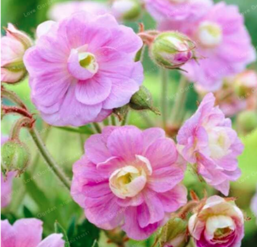 Rare Geranium Seed Summer Skies Pelargonium Perennial Flower (Color: 2)