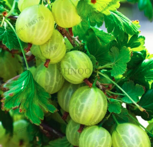 Perennial Physalis Seeds Cape Gooseberry Potted Fruit (Color: 9)