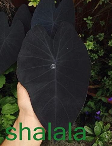 Caladiums Seeds, Multi Color Potted Plant Radeation Protection Caladiums Bonsai (Color: 9)