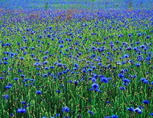 Rare Cornflower Seeds Centaurea Star Thistle Knapweeds Basketflower