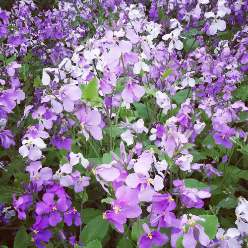 Chinese Violet Cress Seeds, Orychophragmus Violaceus, Purple Flowers, Ornamental & Medicinal Plant
