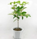 Fragrance osmanthus Seed for Home Garden Courtyard (Color: 4)