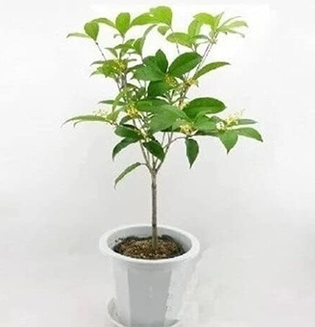 Fragrance osmanthus Seed for Home Garden Courtyard (Color: 4)