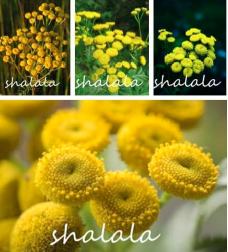 English Daisy Plants Bellis perennis Rare Tansy Flower (Color: Mixed)