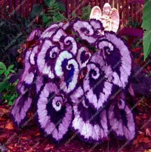 Coleus Potted Flower Seed Begonia Flower Courtyard Balcony - (Color: 15)