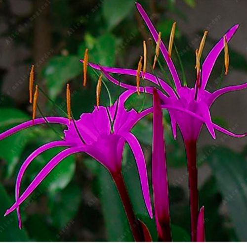 Spider Lily Fragrance Ornamental Plants Seed Leaves Color Always Green (Color: Violet)