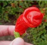 Penis Chili Red Peter Pepper Seed Vegetables Fruit The Most Funny Peppers (Color: 3)