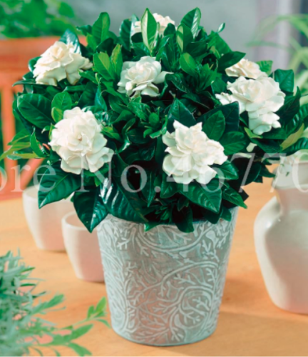 Gardenia Cape Jasmine Seeds Beautiful Room Flower Plants Tree