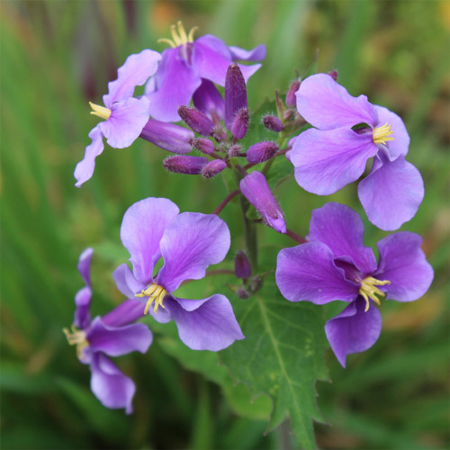 Chinese Violet Cress Seeds, Orychophragmus Violaceus, Purple Flowers, Ornamental & Medicinal Plant