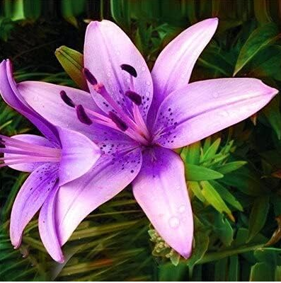 Lily Potted Seed Lilum Flower Outdoor Perennial Pleasant Fragrance (Color: 23)