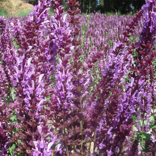 Purple Salvia Seeds, Ornamental & Medicinal Salvia for Gardens & Essential Oils