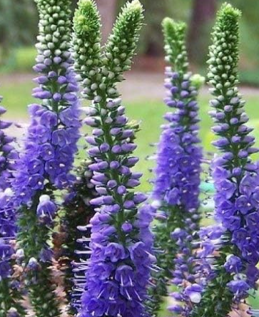 Dwarf Veronica Royal Candles Spiked Speedwell Sunny Border Blue Seeds