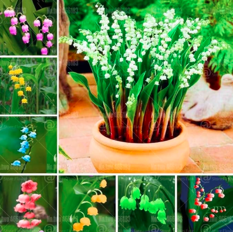 Convallaria majalis Seed beautiful rainbow Lily of The valley flower (Color: mixed)